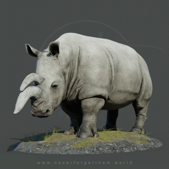 Ceratotherium, White rhinoceros